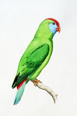 Loriculus camiguinensis