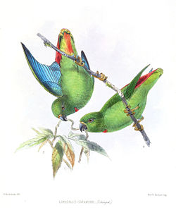 Loriculus catamene