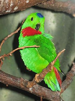 Loriculus galgulus