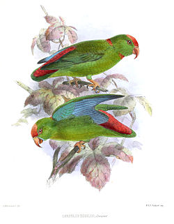 Loriculus philippensis