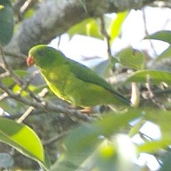 Loriculus pusillus