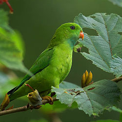 Loriculus vernalis