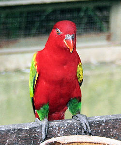 Lorius garrulus