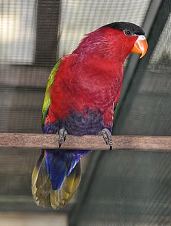 Lorius hypoinochrous