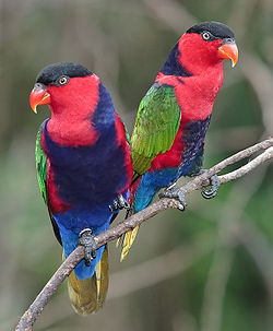 Lorius lory