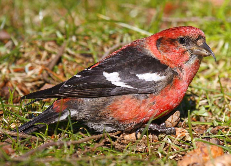 Loxia leucoptera