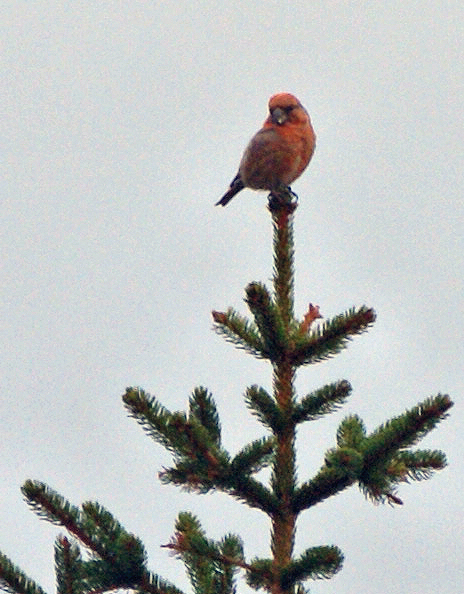 Loxia pytyopsittacus