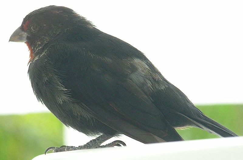 Loxigilla noctis