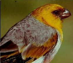 Loxioides bailleui