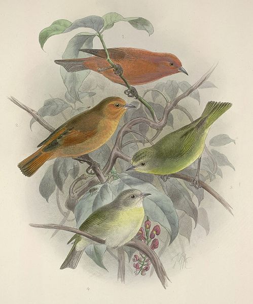 Loxops coccineus