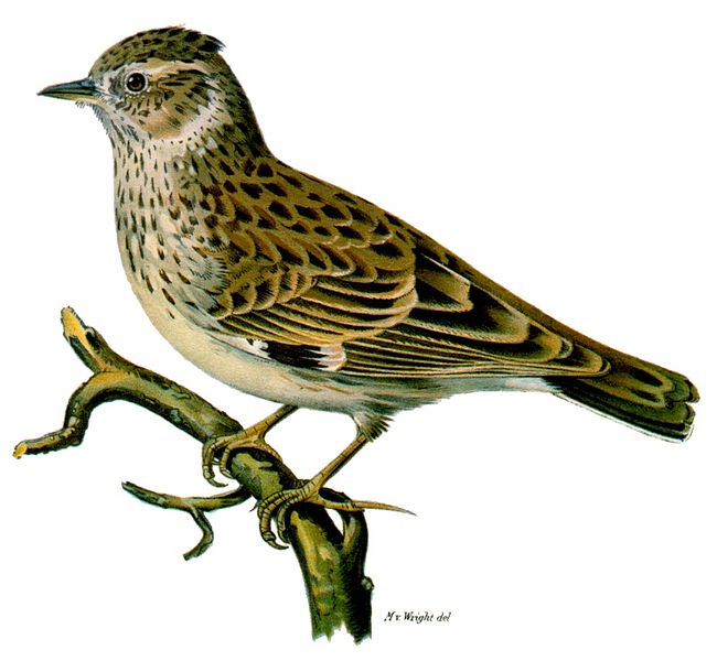 Lullula arborea