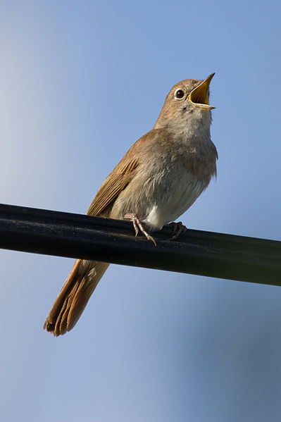 Luscinia megarhynchos