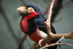 Lybius dubius