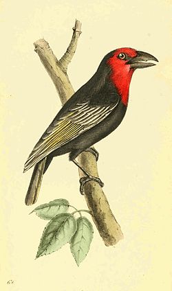 Lybius guifsobalito