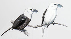 Lybius leucocephalus