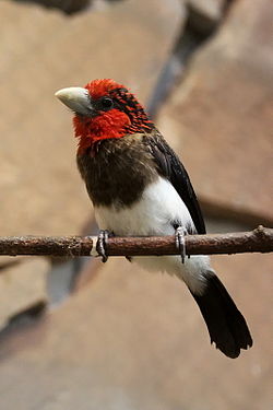 Lybius melanopterus