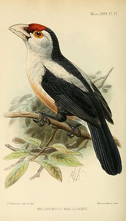 Lybius minor