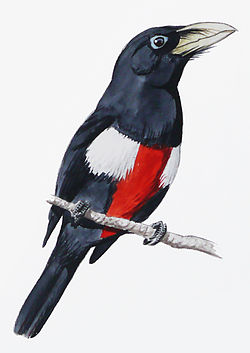 Lybius rolleti