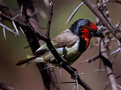 Lybius torquatus