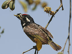 Lybius undatus