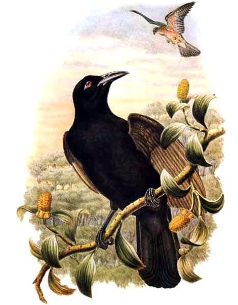 Lycocorax pyrrhopterus