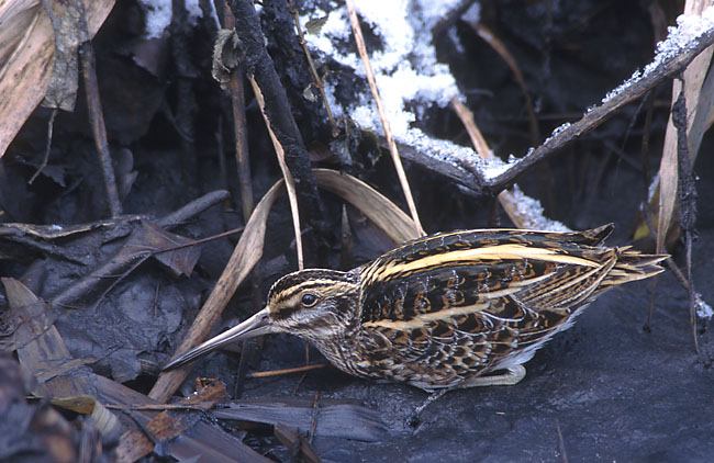 Lymnocryptes minimus