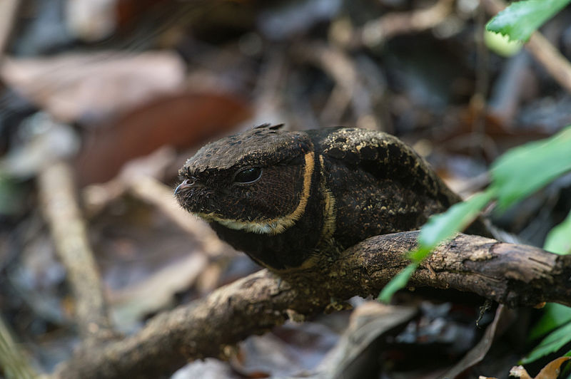 Lyncornis macrotis