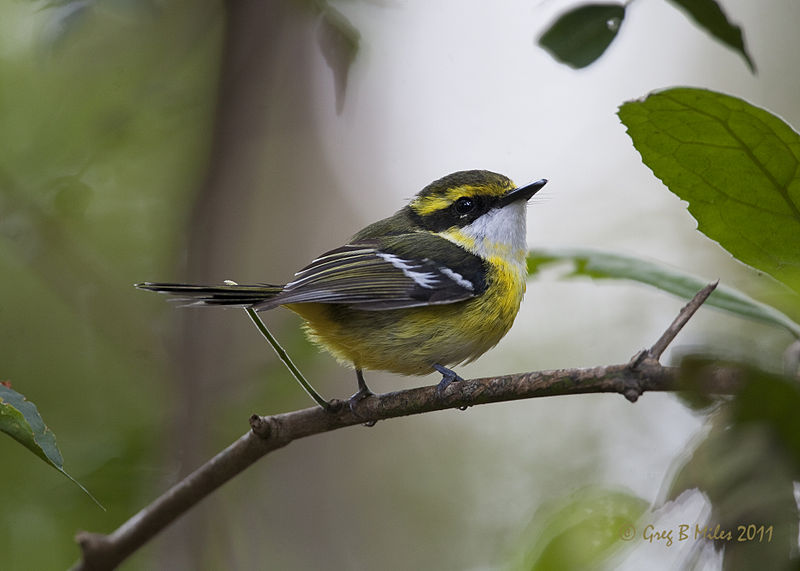 Machaerirhynchus flaviventer