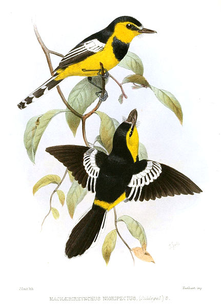 Machaerirhynchus nigripectus