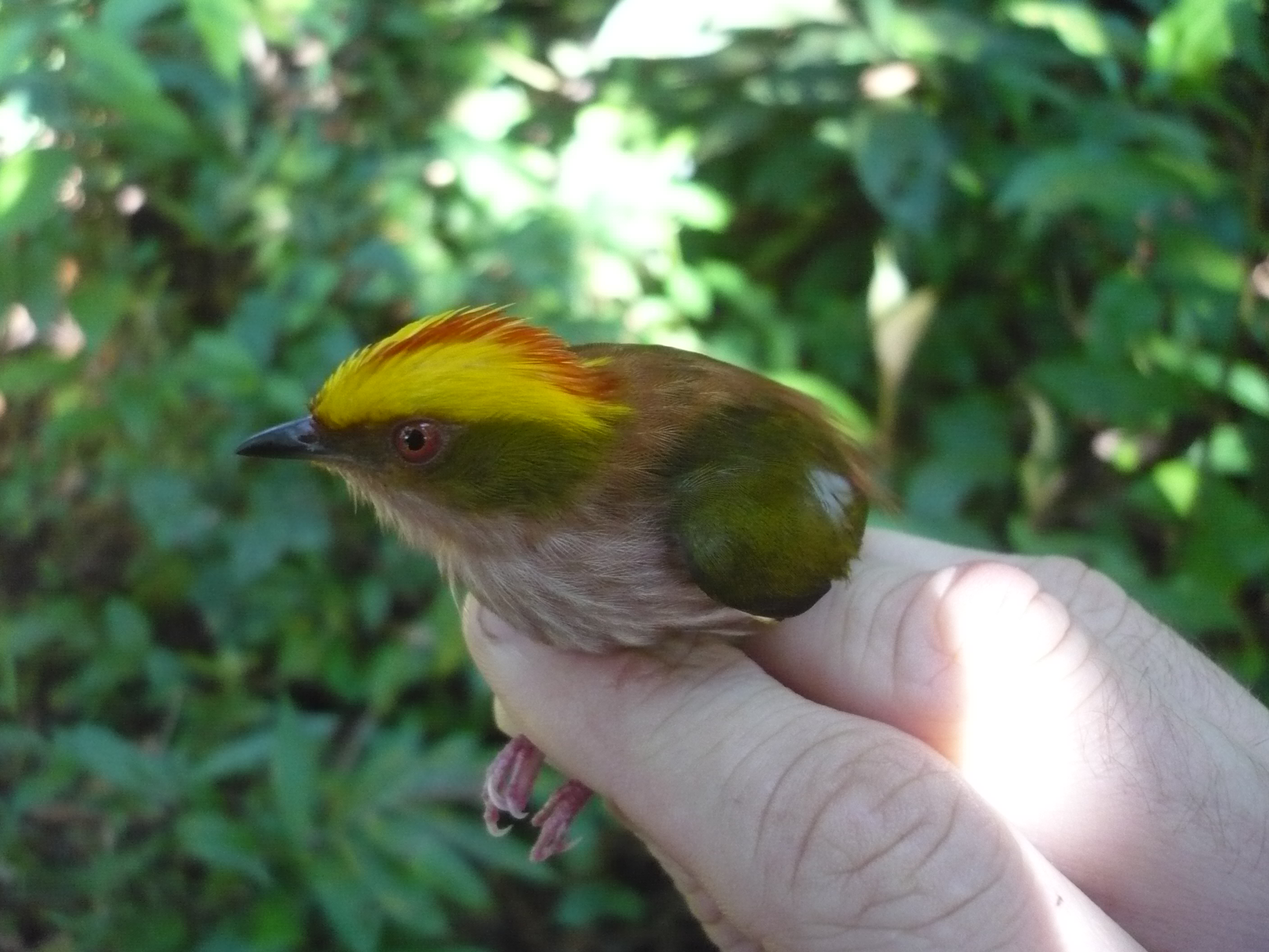 Machaeropterus pyrocephalus