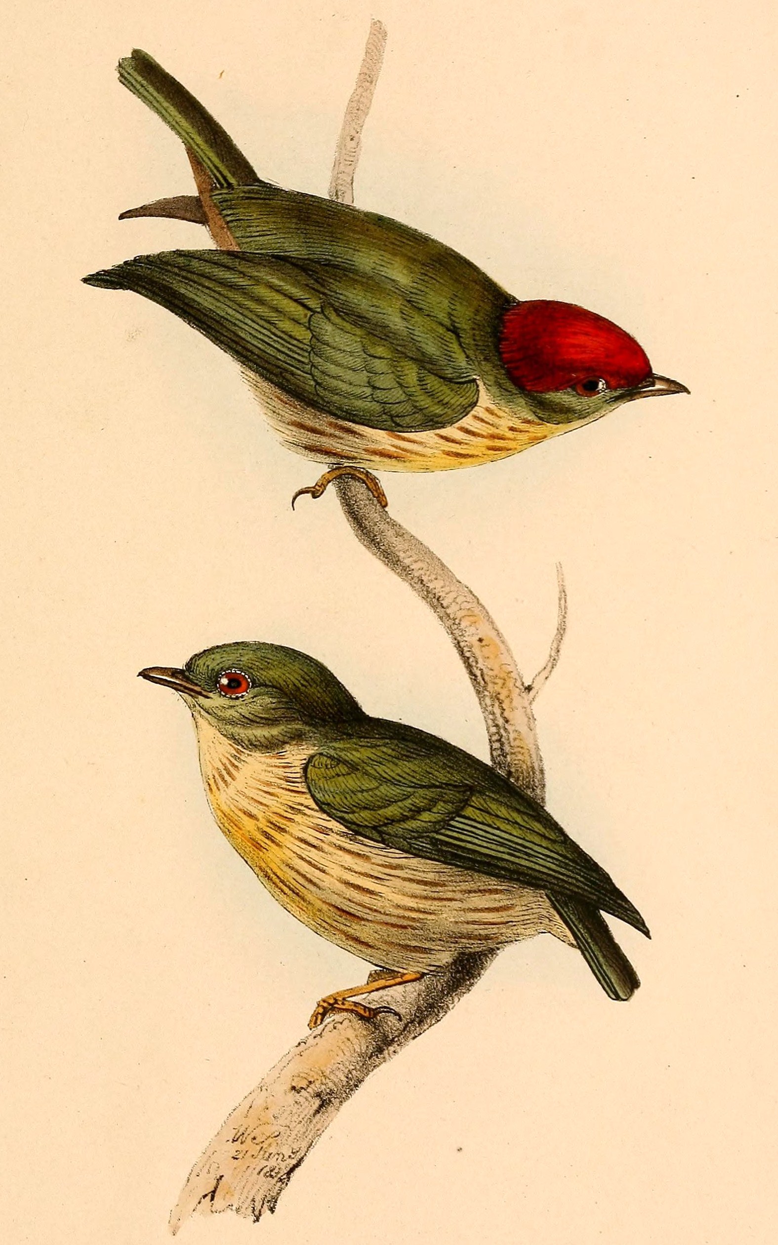 Machaeropterus regulus
