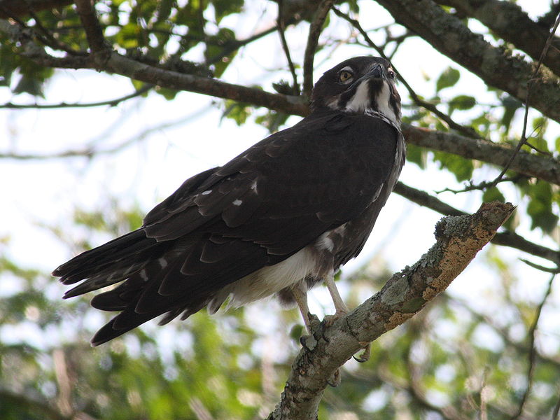 Macheiramphus alcinus