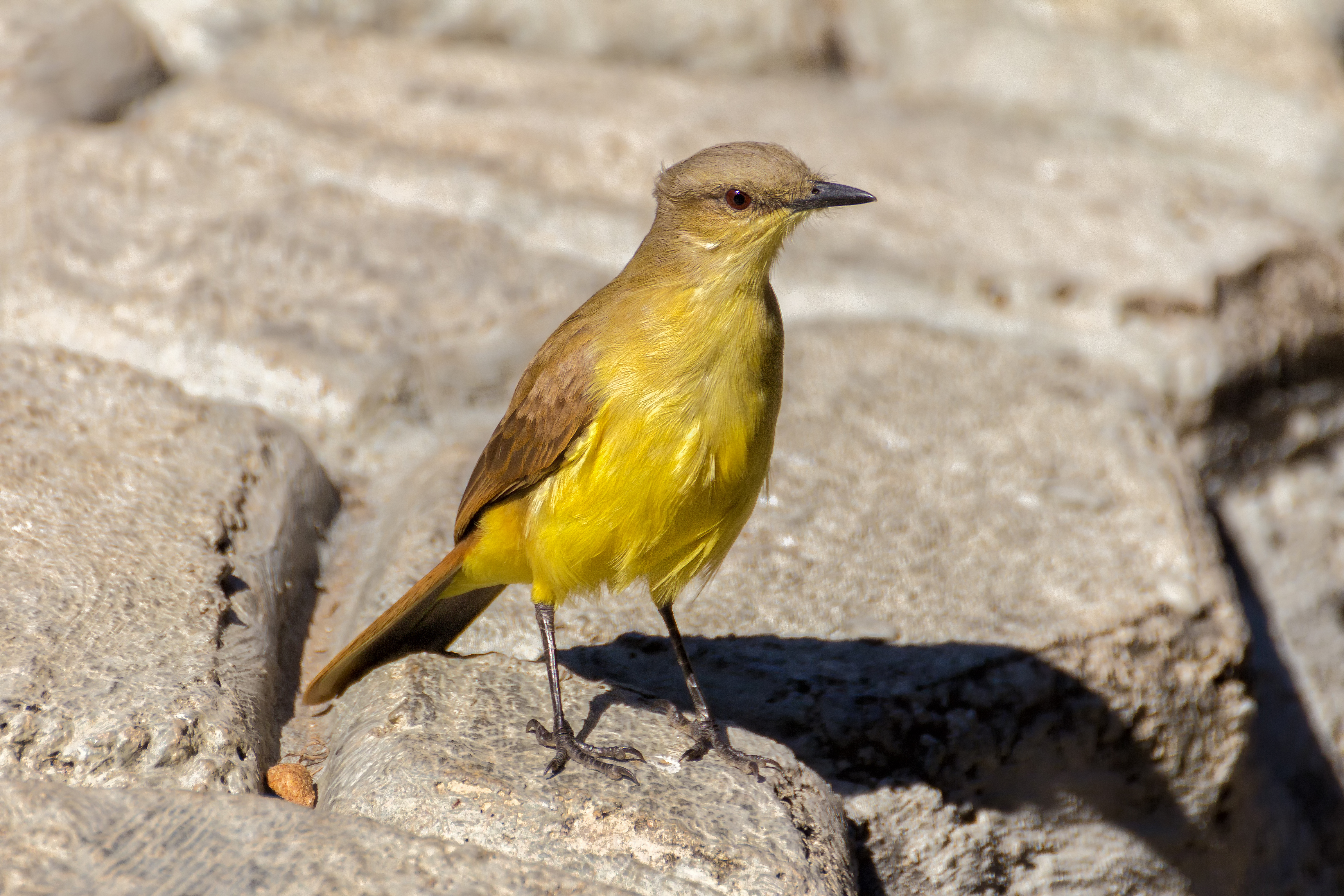 Machetornis rixosa