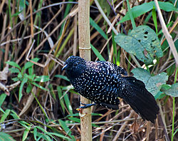 Mackenziaena leachii