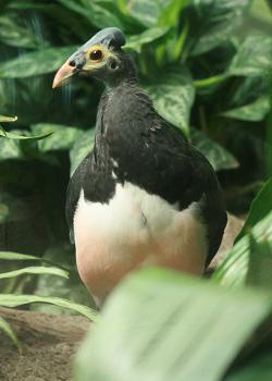 Macrocephalon maleo