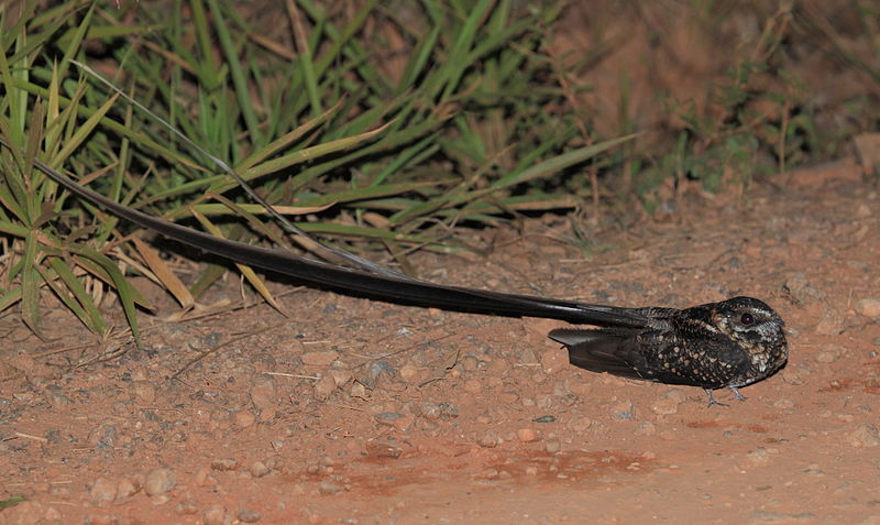 Macropsalis forcipata