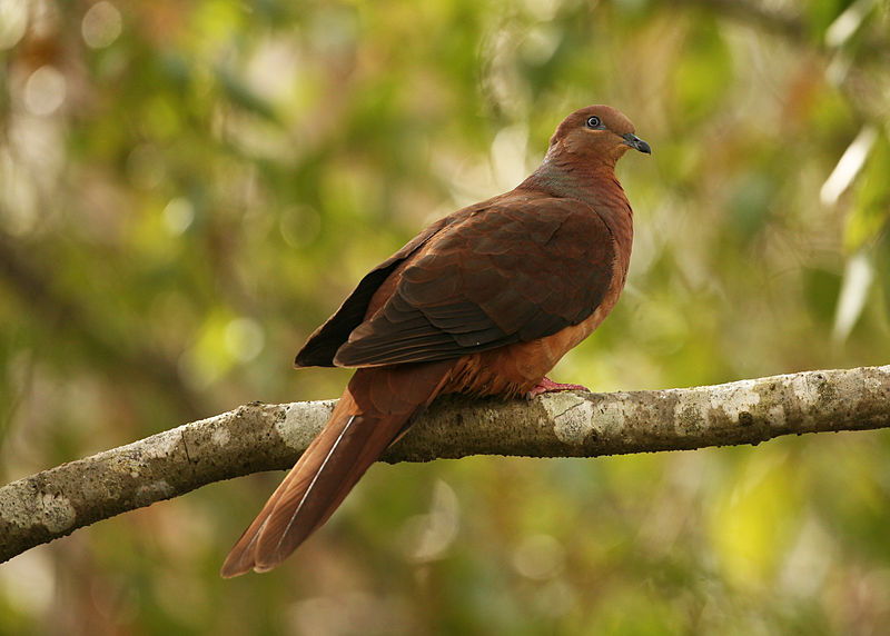Macropygia amboinensis