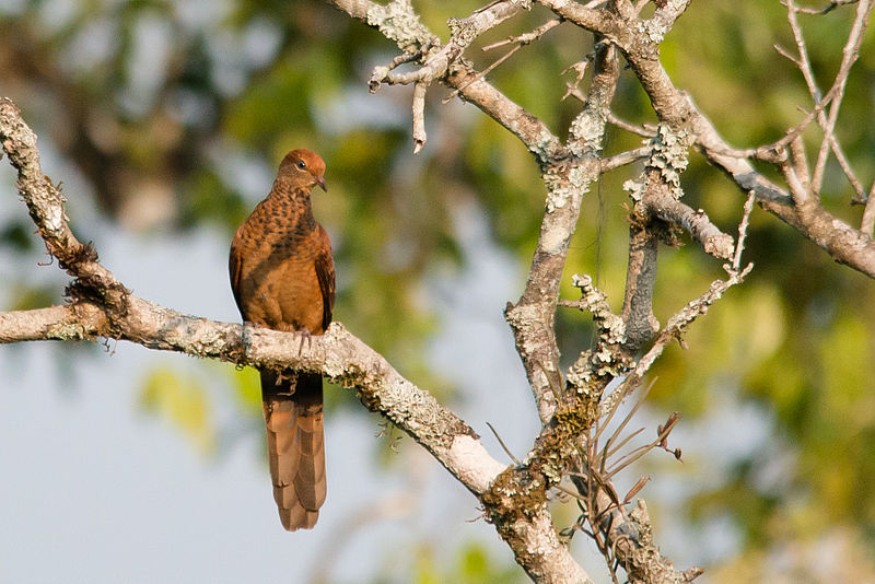 Macropygia ruficeps