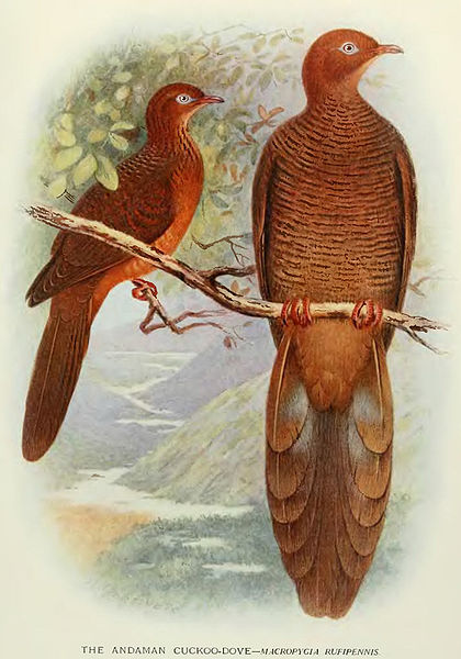 Macropygia rufipennis