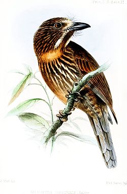 Malacoptila fulvogularis