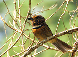 Malacoptila striata