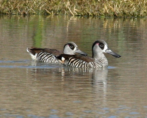 Malacorhynchus membranaceus