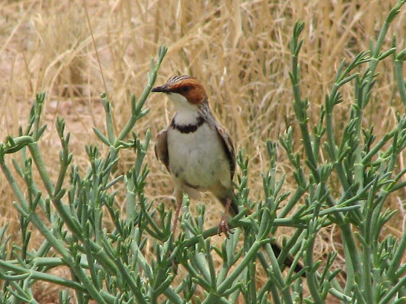 Malcorus pectoralis