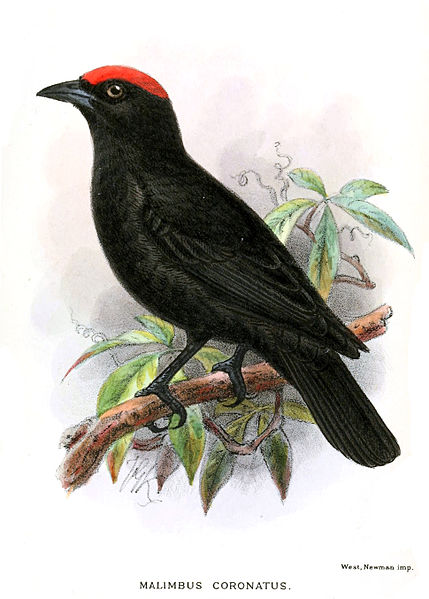 Malimbus coronatus