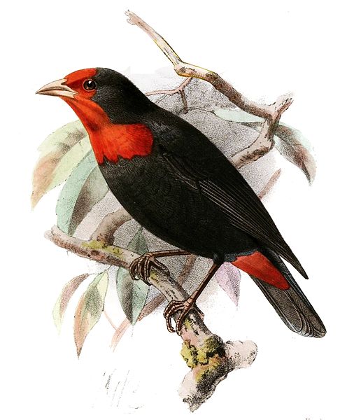 Malimbus scutatus