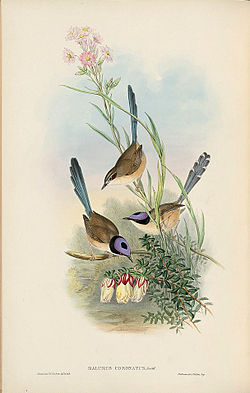 Malurus coronatus