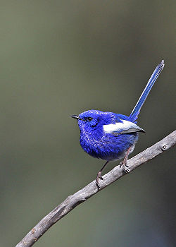 Malurus leucopterus