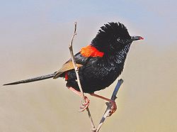 Malurus melanocephalus