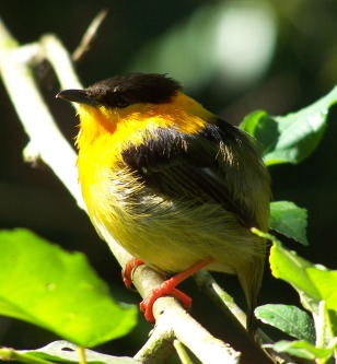 Manacus aurantiacus