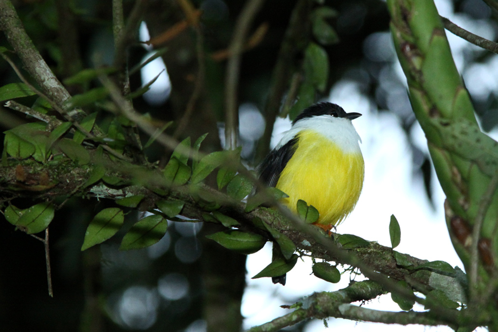 Manacus candei